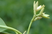 <strong>Rhizophora stylosa - Ramon, Laurence - 54</strong><br />© Ramon, Laurence